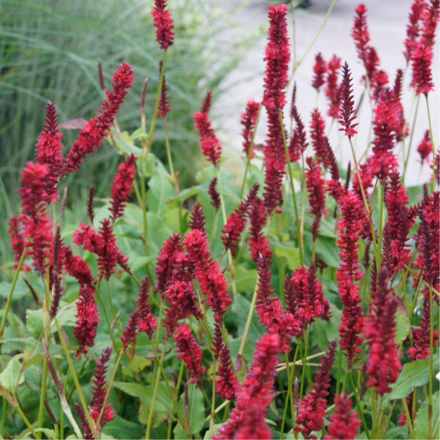 Kertepileurt 'Blackfield' (Persicaria amplexicaulis)